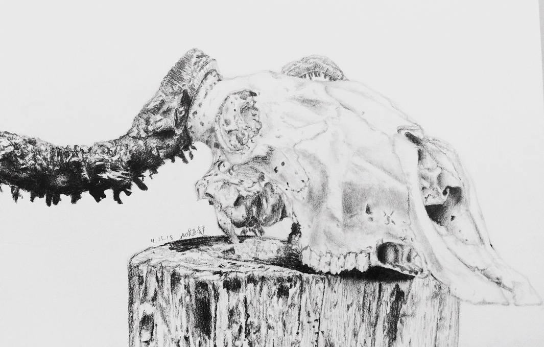 sketch of a deer/wildebeest skull